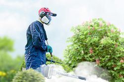 Обработка сада от паразитов - необходимые меры и их регулярность  в Барнауле