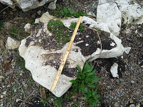 Kamenclub.ru: Выветренный известняк со мхом фр. 100-500 мм.  купить в Барнауле известняк серый белый зеленый валун известняковый крупный 10000 руб/т   фото КАМЕНЬ КЛУБ